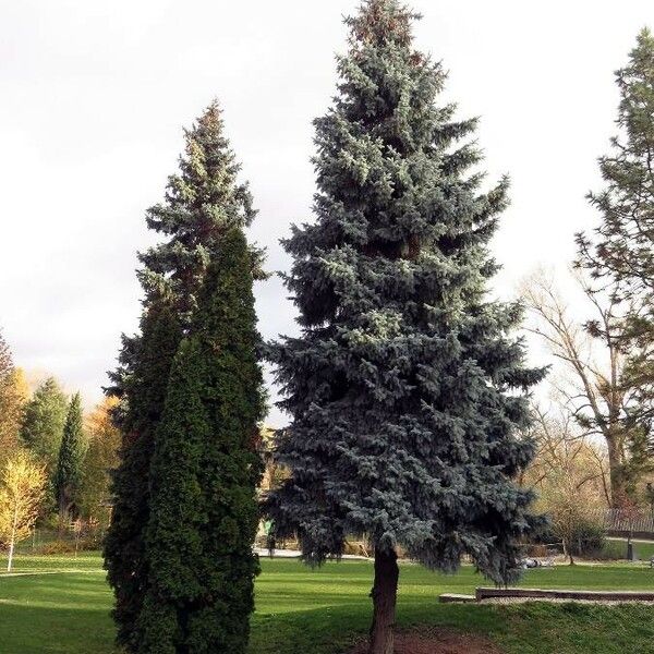 Thuja occidentalis Habitus