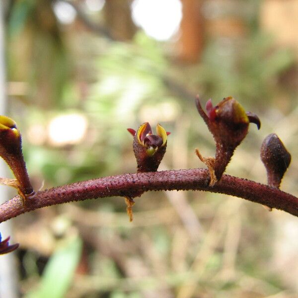 Bulbophyllum resupinatum Кветка