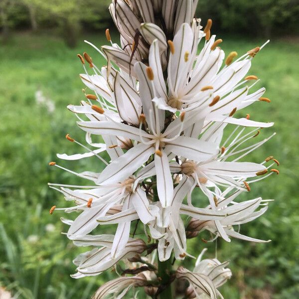 Asphodelus albus Квітка