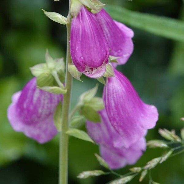 Digitalis purpurea Virág