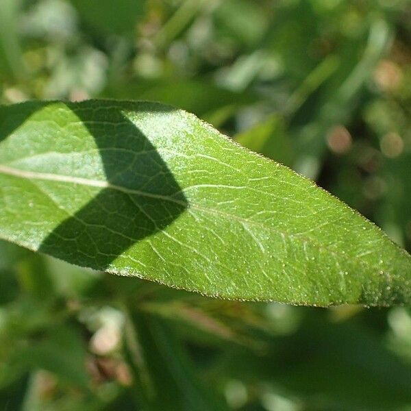 Pentanema salicinum Leaf