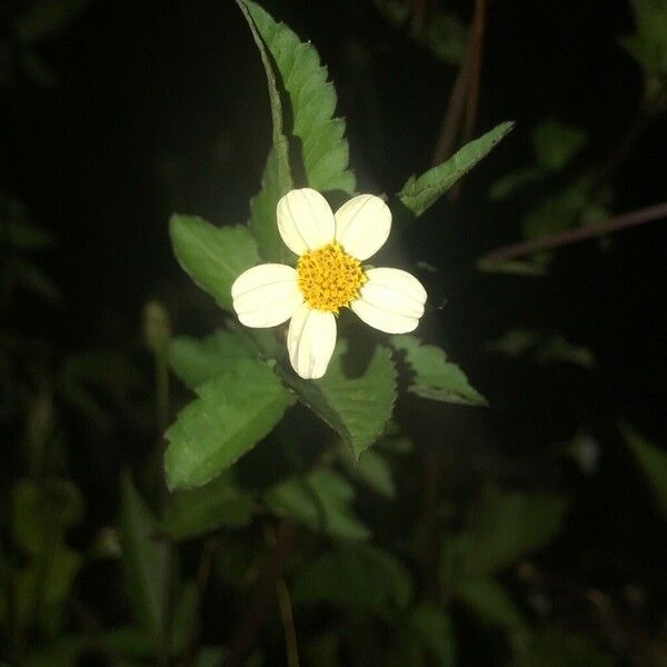 Bidens alba Flower