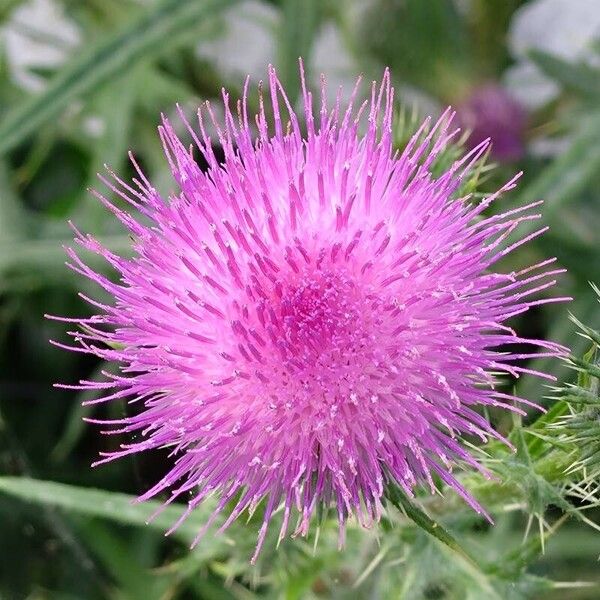 Cirsium vulgare Кветка