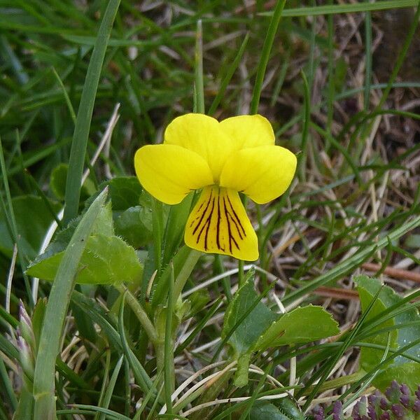 Viola biflora Květ