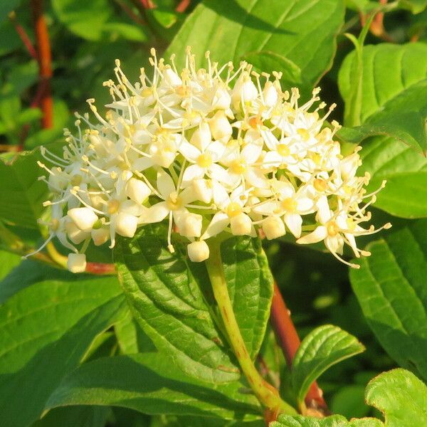 Cornus sericea Flower