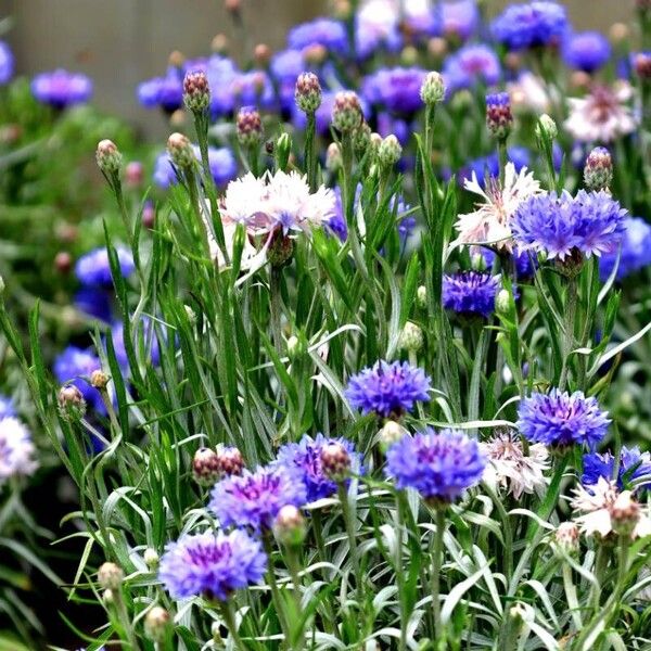 Centaurea cyanus Blüte