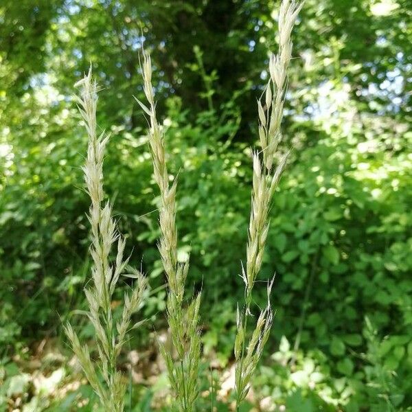 Gaudinia fragilis Flower