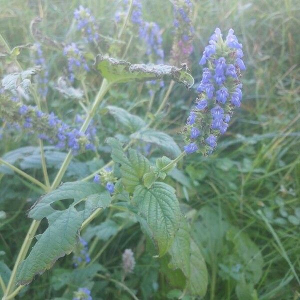 Salvia hispanica Floare