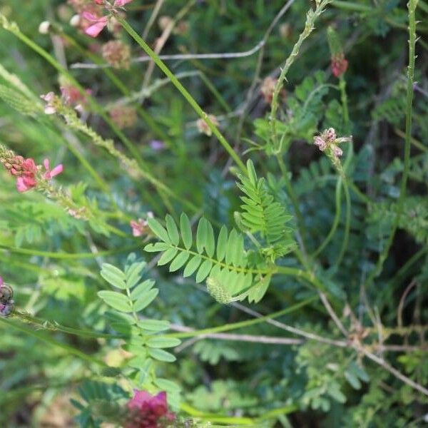 Onobrychis viciifolia Blatt