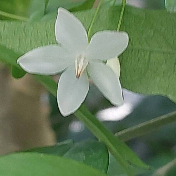 Wrightia religiosa Flower