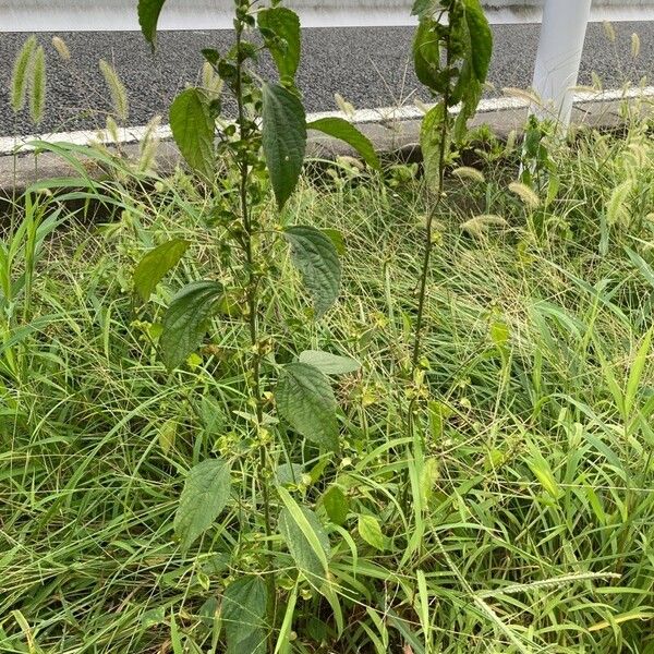 Acalypha australis Pokrój