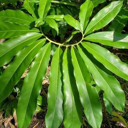 Thaumatophyllum spruceanum 叶