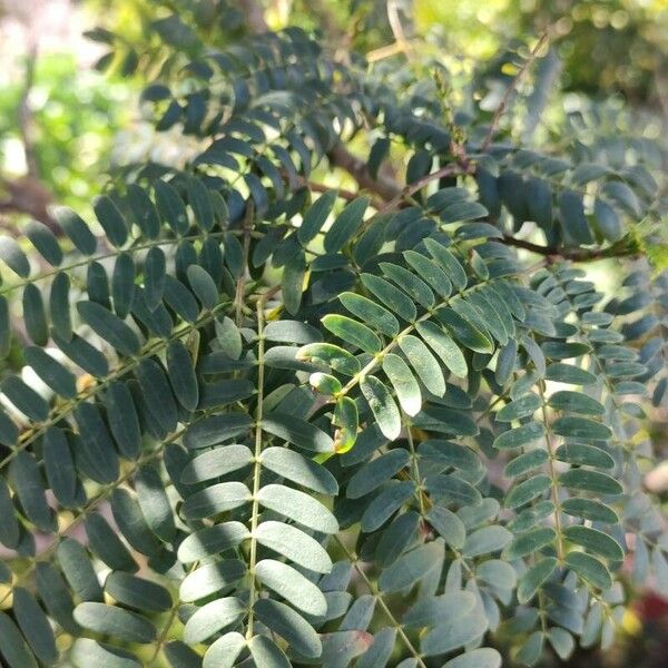 Leucaena leucocephala Φύλλο