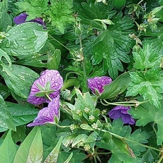 Geranium palustre Floro