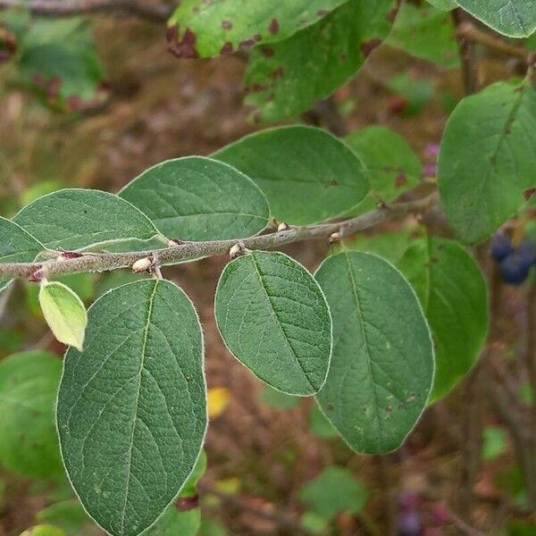 Cotoneaster integerrimus ഇല