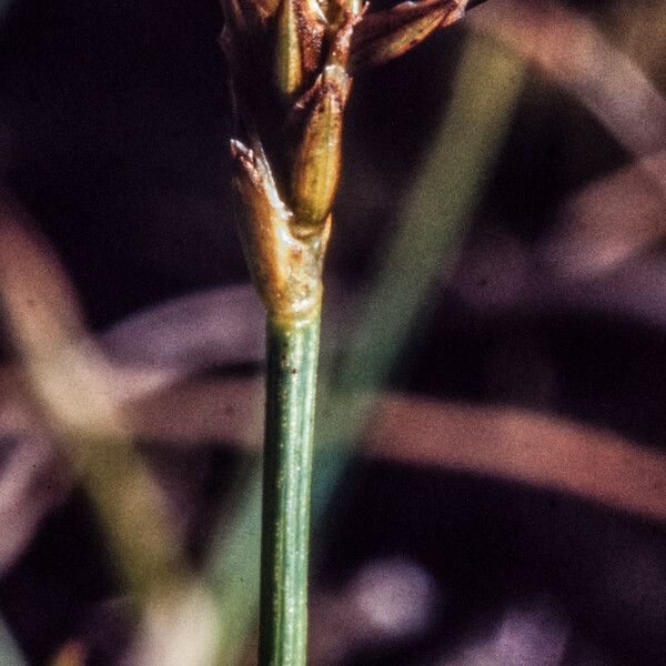 Carex microglochin Fruit