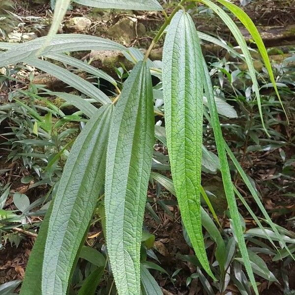 Boehmeria penduliflora Foglia