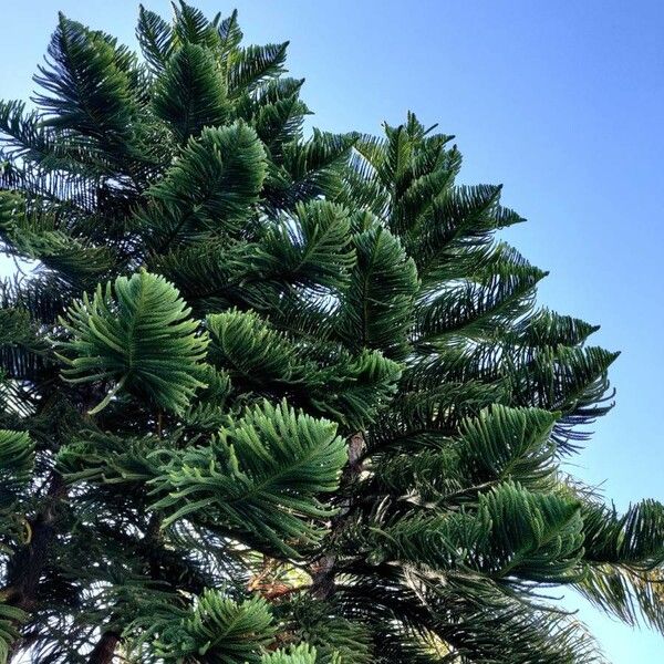 Araucaria heterophylla Habit