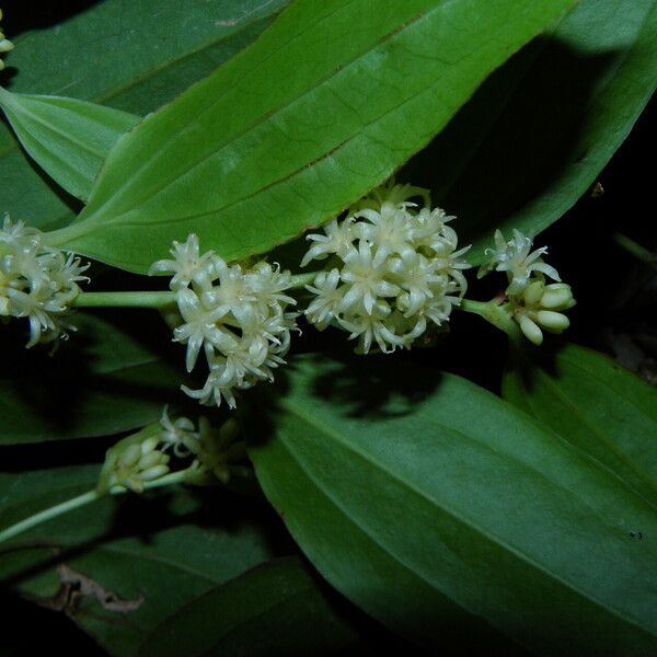 Smilax domingensis Folha