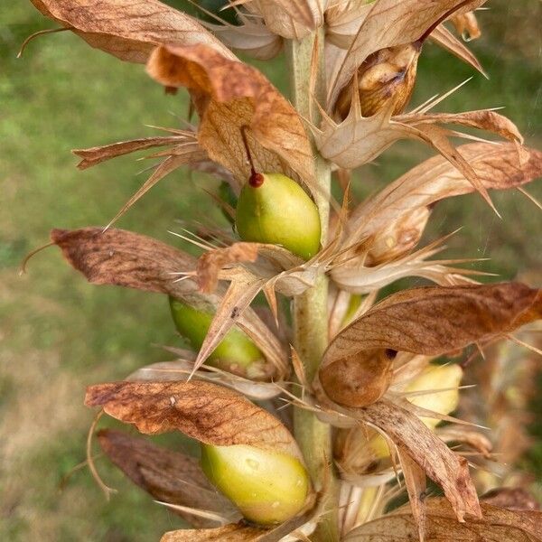 Acanthus spinosus Fruit