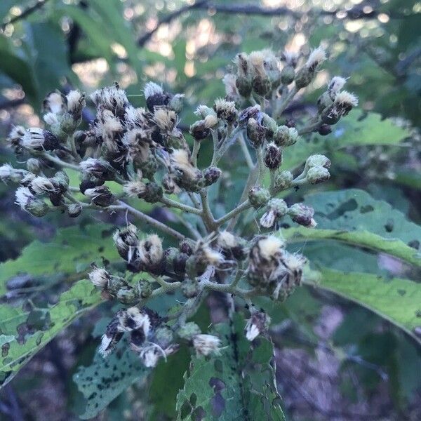 Pluchea carolinensis Blüte