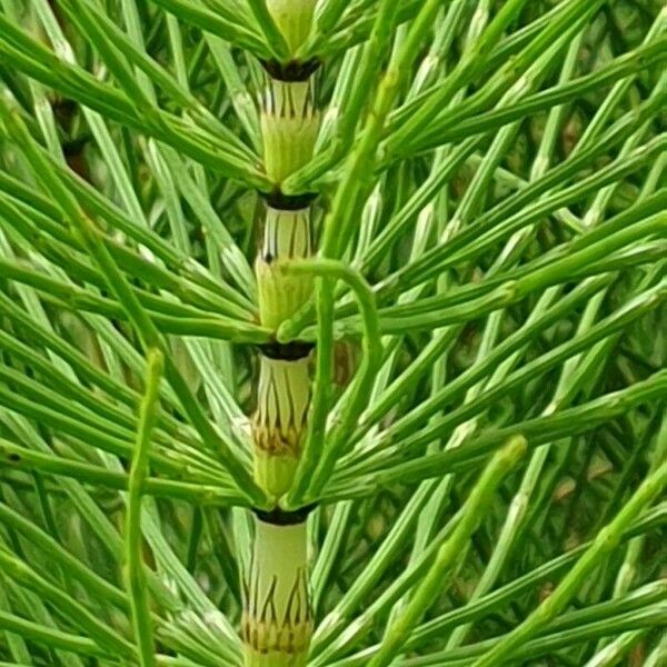 Equisetum telmateia Кара