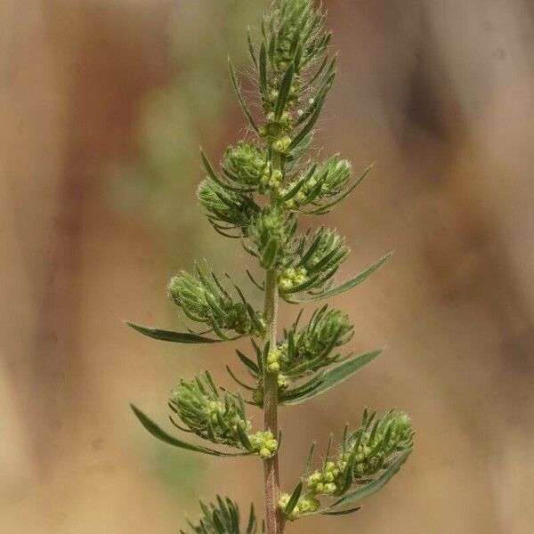 Bassia scoparia Flower