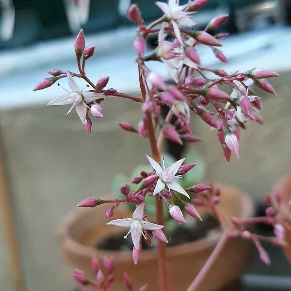 Crassula multicava Blomma