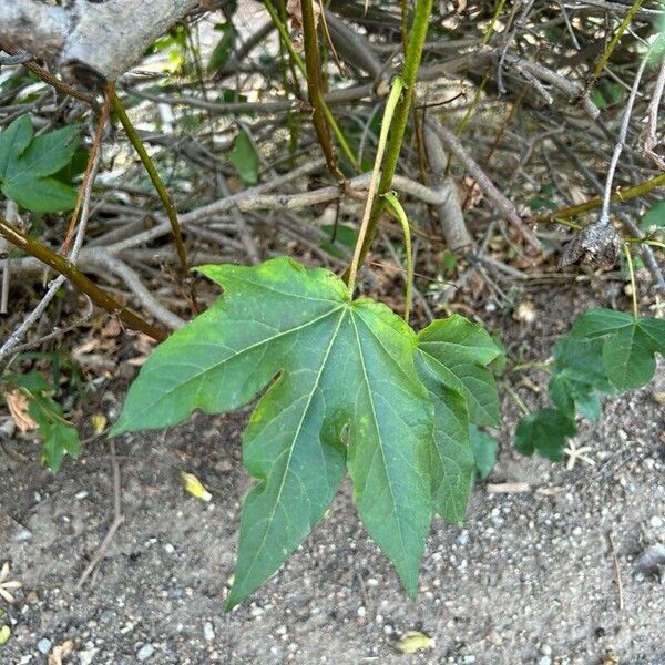 Gossypium barbadense Лист