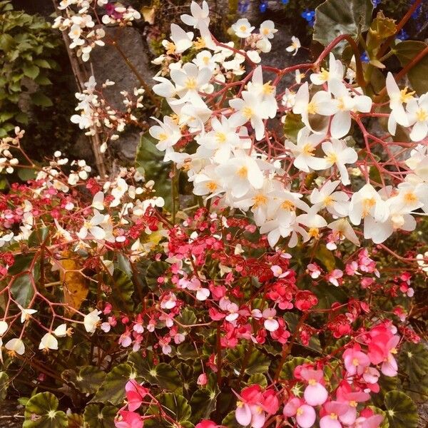 Begonia minor Blüte