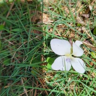 Viola × melissifolia Flower