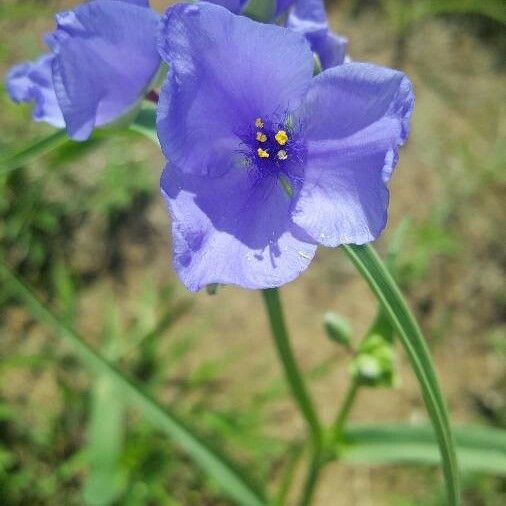 Tradescantia occidentalis 花