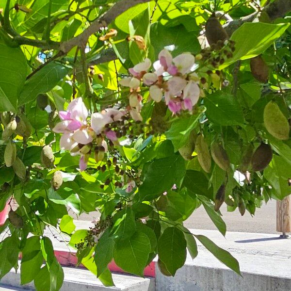 Pongamia pinnata Flower