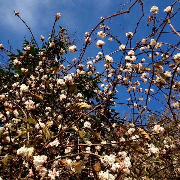 Viburnum farreri Habitat