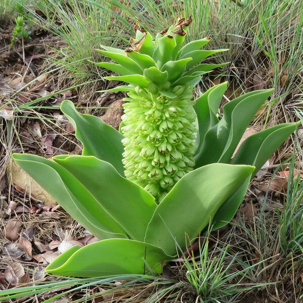 Eucomis autumnalis 花