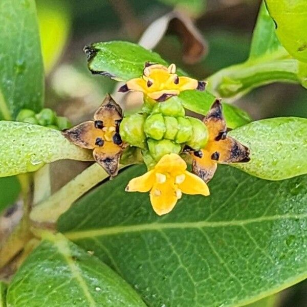 Avicennia marina Blüte