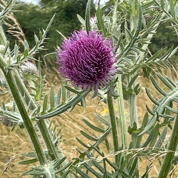 Cirsium eriophorum Õis