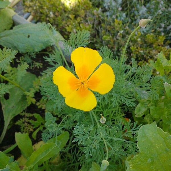 Eschscholzia californica Кветка