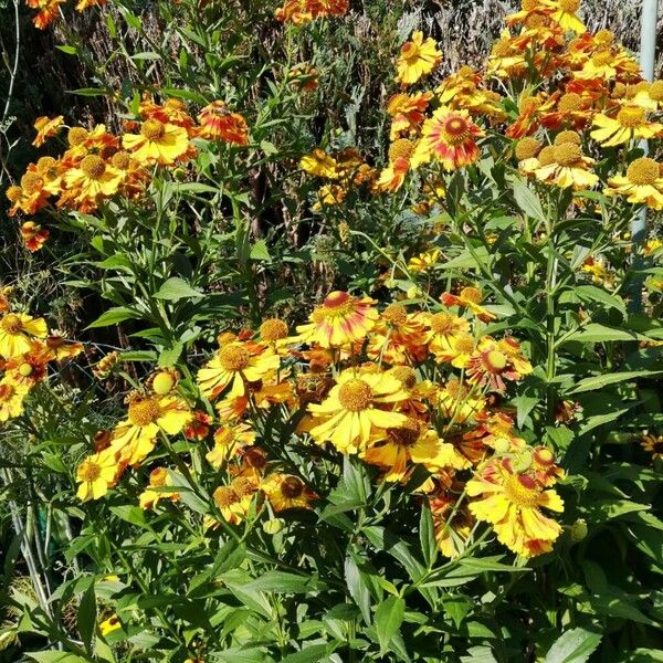 Helenium autumnale Habit