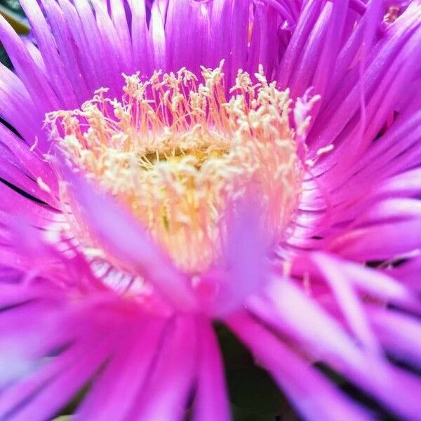 Carpobrotus acinaciformis Flower