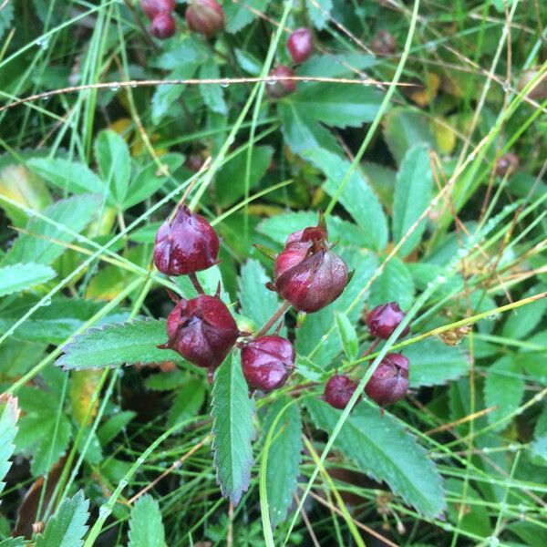 Comarum palustre Blomma