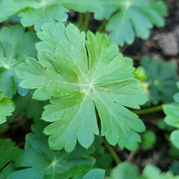 Geranium macrorrhizum Blatt