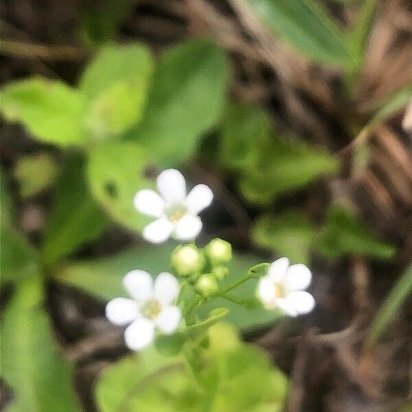 Samolus valerandi Blomma