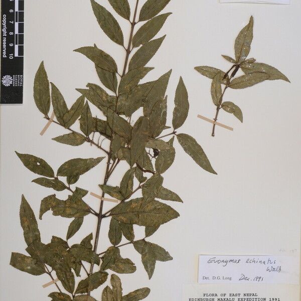 Euonymus echinatus Övriga