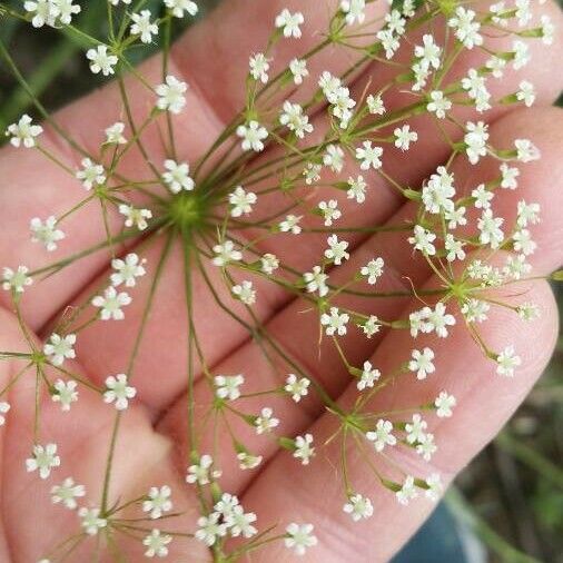 Falcaria vulgaris Blüte