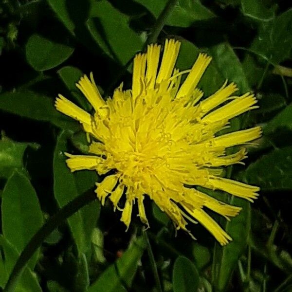 Pilosella officinarum Flor