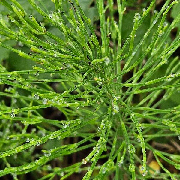 Equisetum arvense Habitus