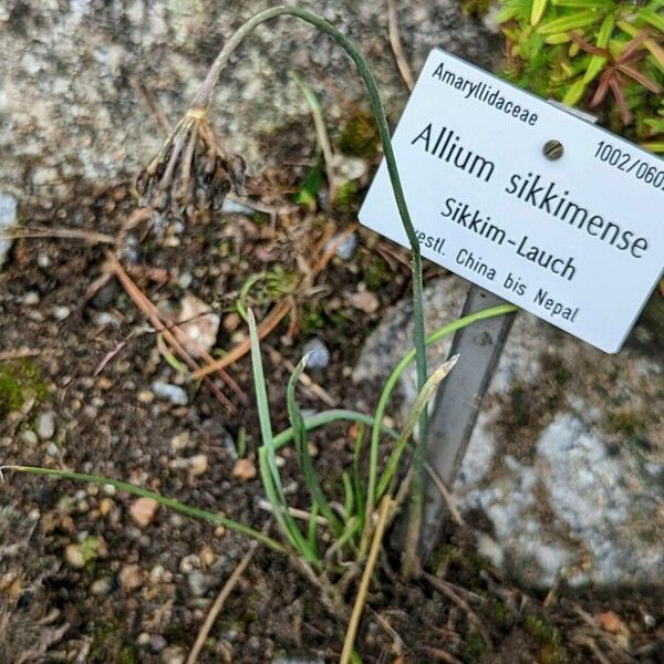 Allium sikkimense