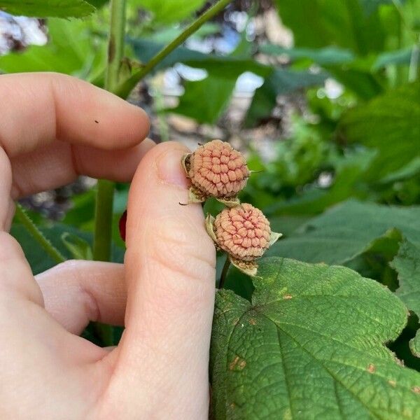 Rubus parviflorus Froito