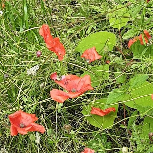 Papaver setiferum Habit